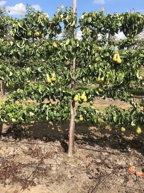 Fruitbomen in leivorm / Leibomen / Peer, Ophalen, Lente, Perenboom, Halfschaduw