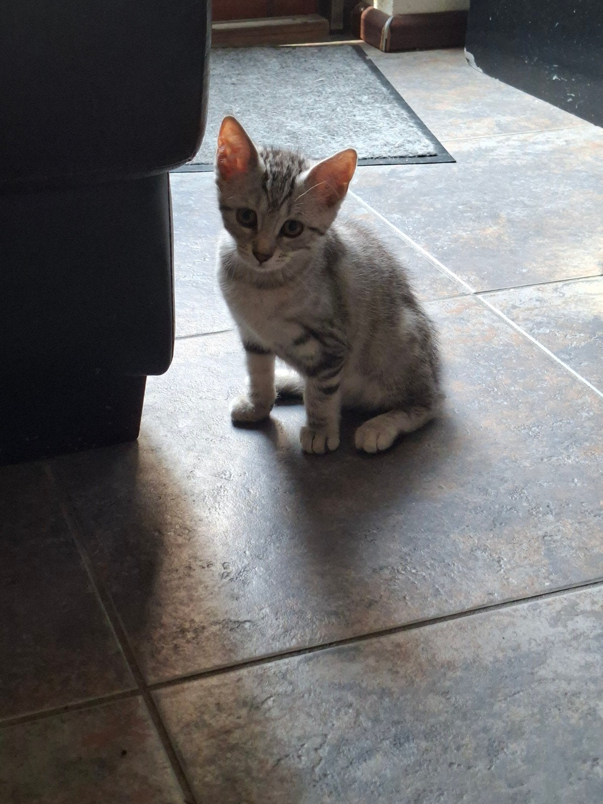 Siberische boskat, Dieren en Toebehoren, Katten en Kittens | Raskatten | Langhaar, Meerdere dieren