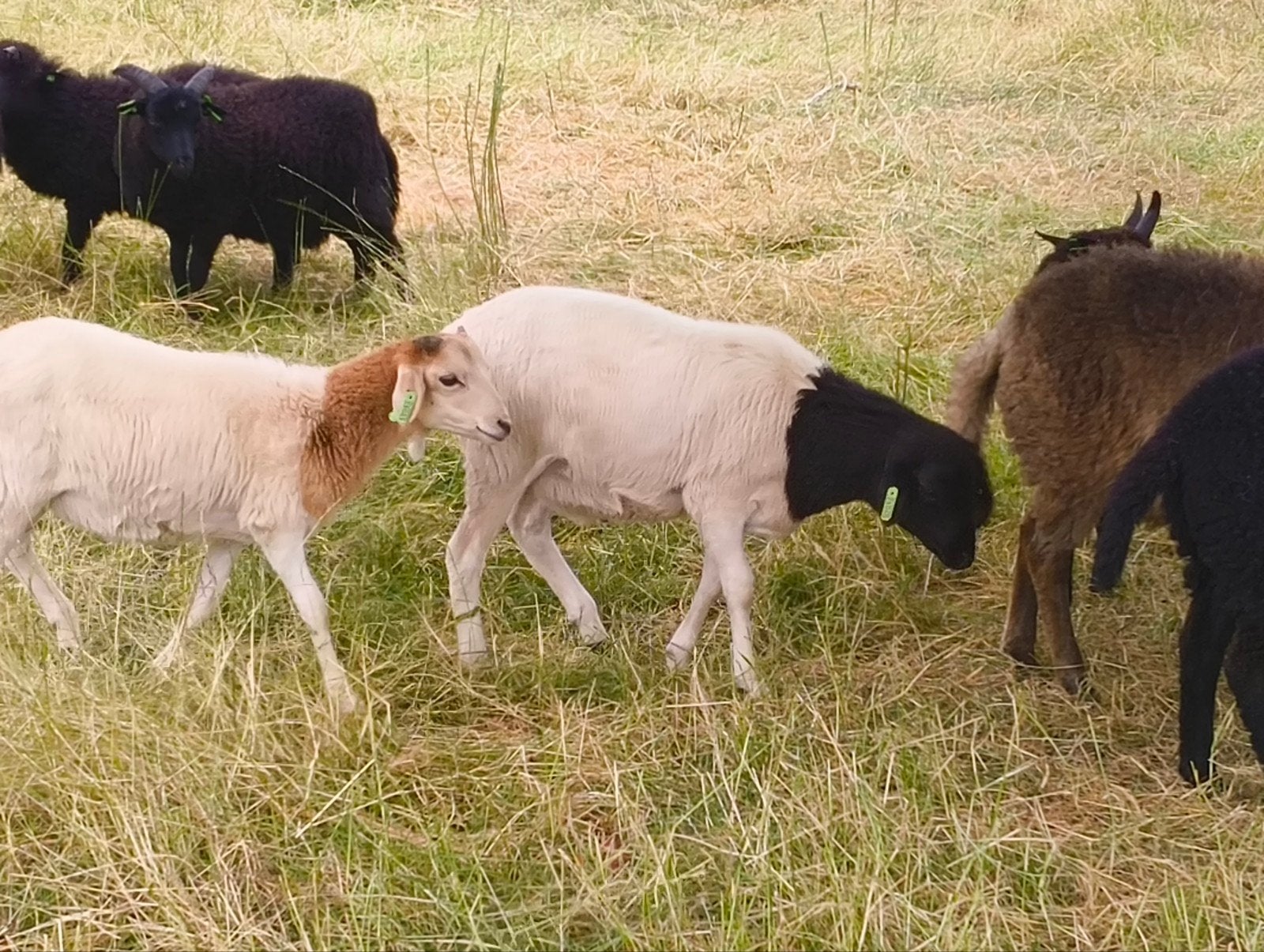 1 Persian redhead en 3 Persian blackhead rammen beschikbaar, Dieren en Toebehoren, Mannelijk, Schaap, 0 tot 2 jaar
