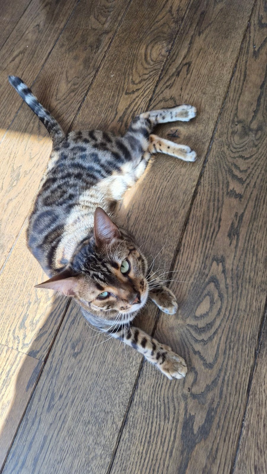 Gezocht: Liefdevol thuis voor Bengaalse kat, Poes, Gechipt