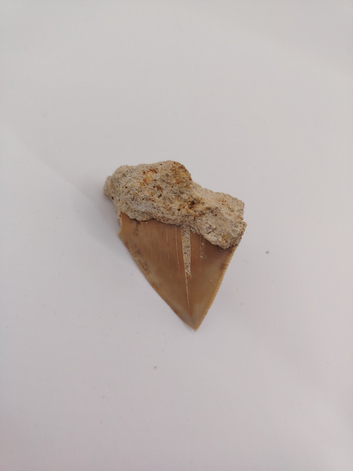 Authentieke Megalodon tand - Fossiel haaientand, Ophalen of Verzenden, Fossiel