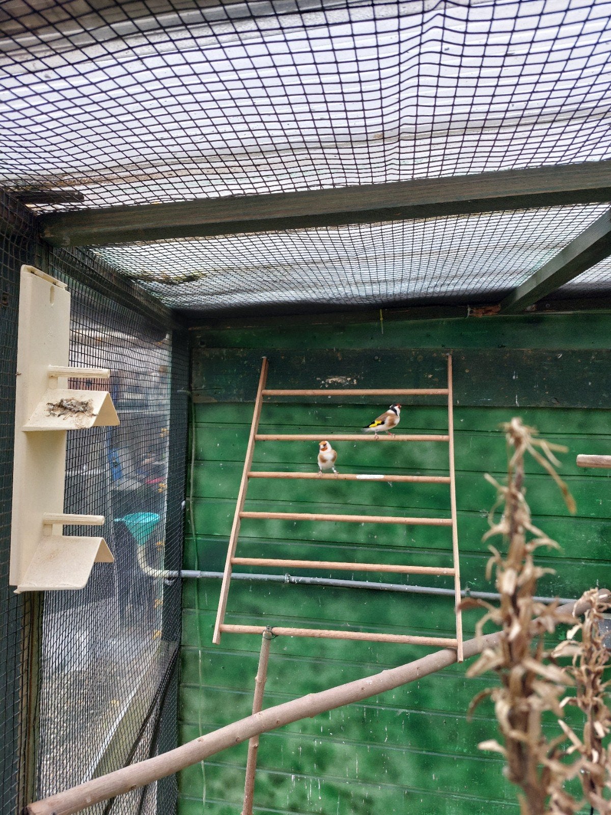 te koop uit buitenvoliere koppel majoor putters wildkleur, Dieren en Toebehoren, Meerdere dieren, Wildzangvogel, Geringd
