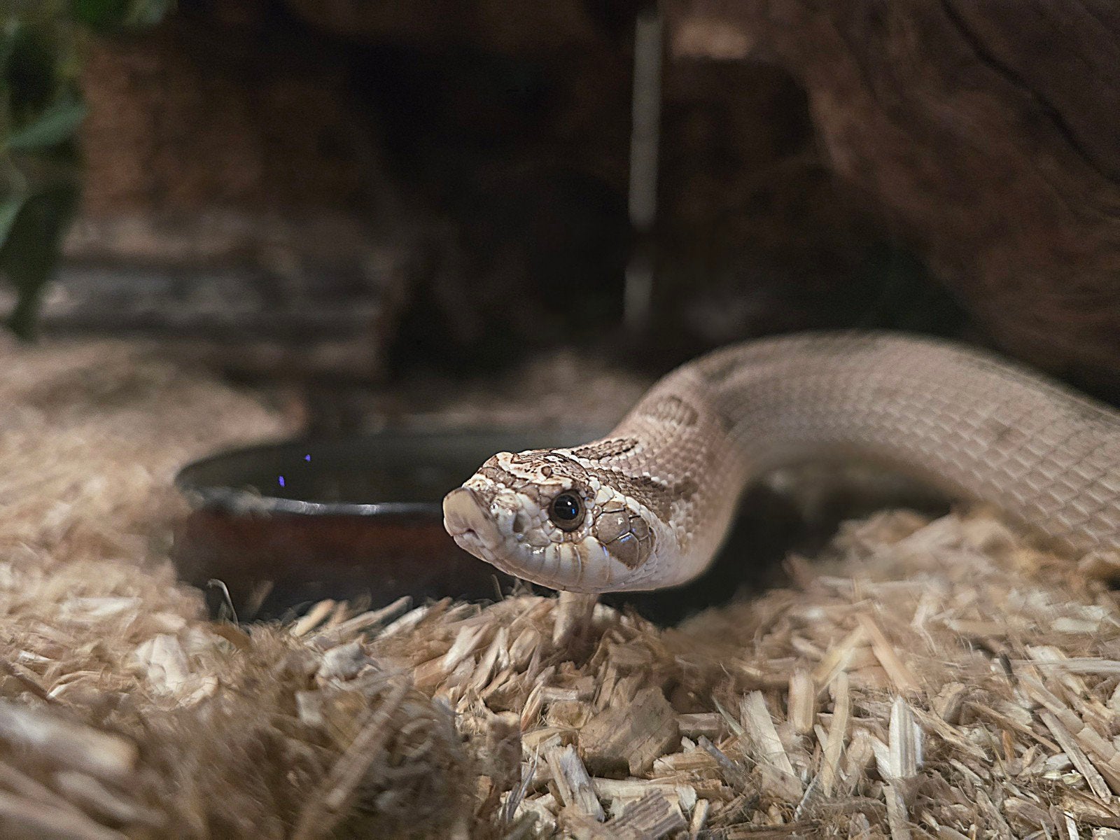 Haakneus Artic Anaconda evt met exoterra bak. Hognose Snake - unknown for sale from Senna