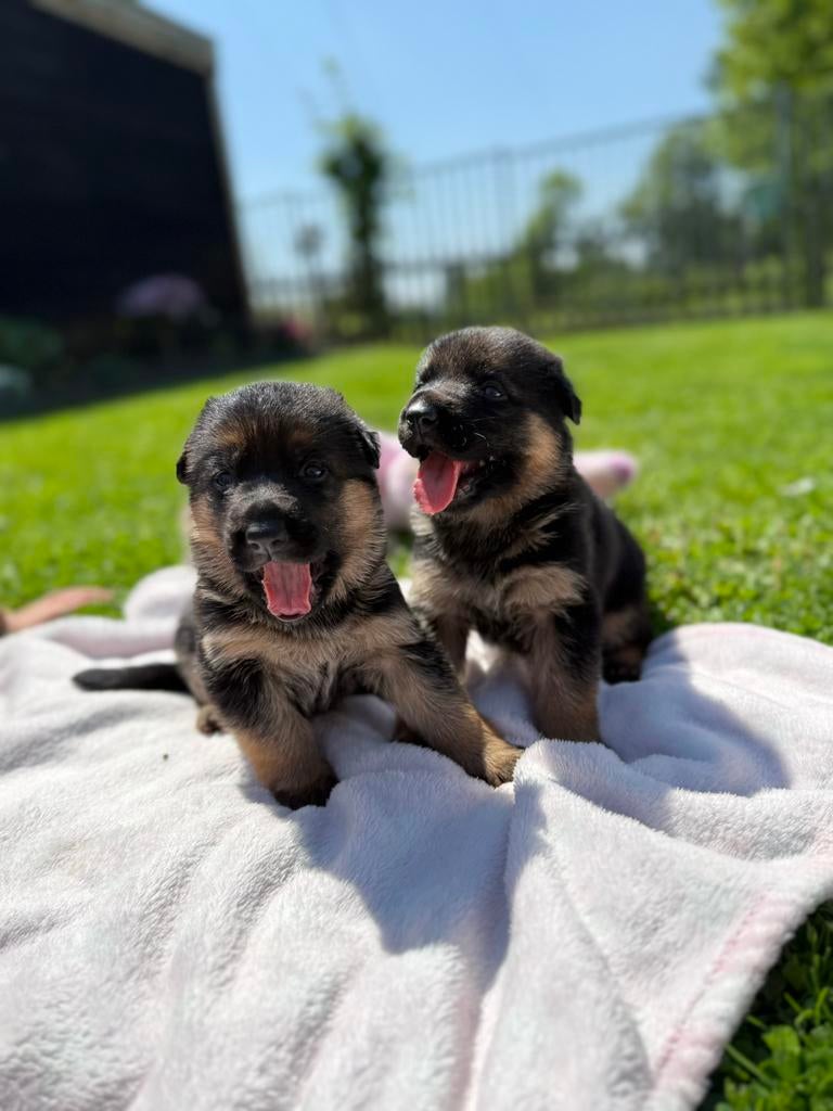 Duitse herder pups, 8 tot 15 weken, Meerdere, Meerdere dieren, Herder