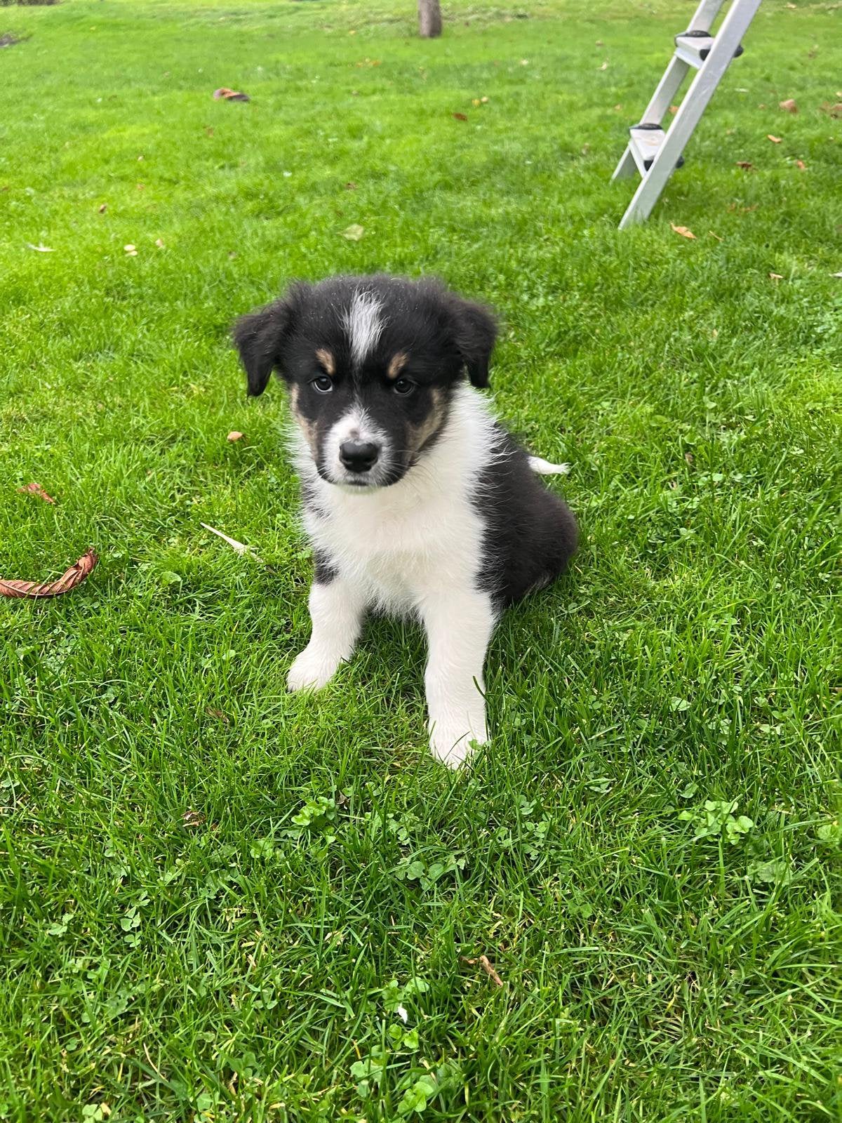 Laatste leuke black tri teefje mag het nest verlaten 8 week, Dieren en Toebehoren, Overige rassen, 8 tot 15 weken, CDV (hondenziekte)