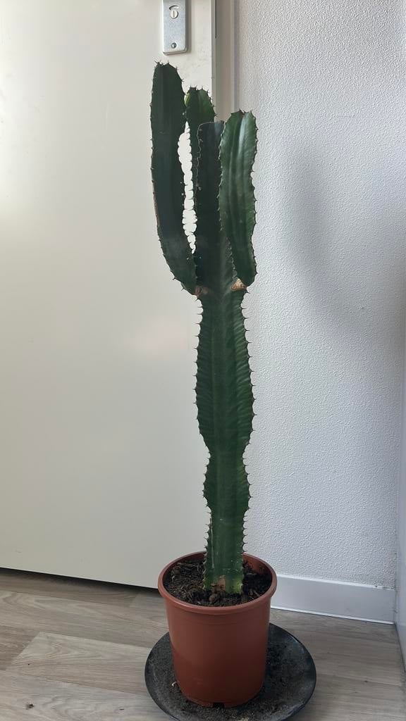 Grote Euphorbia / Afrikaanse melkboom, Ophalen of Verzenden, Halfschaduw, Minder dan 100 cm