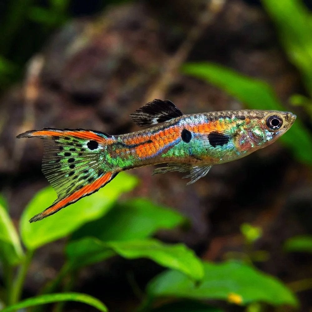 Kleurrijke Hybride Endler x Guppy (Wingei x Reticulata), Dieren en Toebehoren, Vissen | Aquariumvissen, Vis, Zoetwatervis