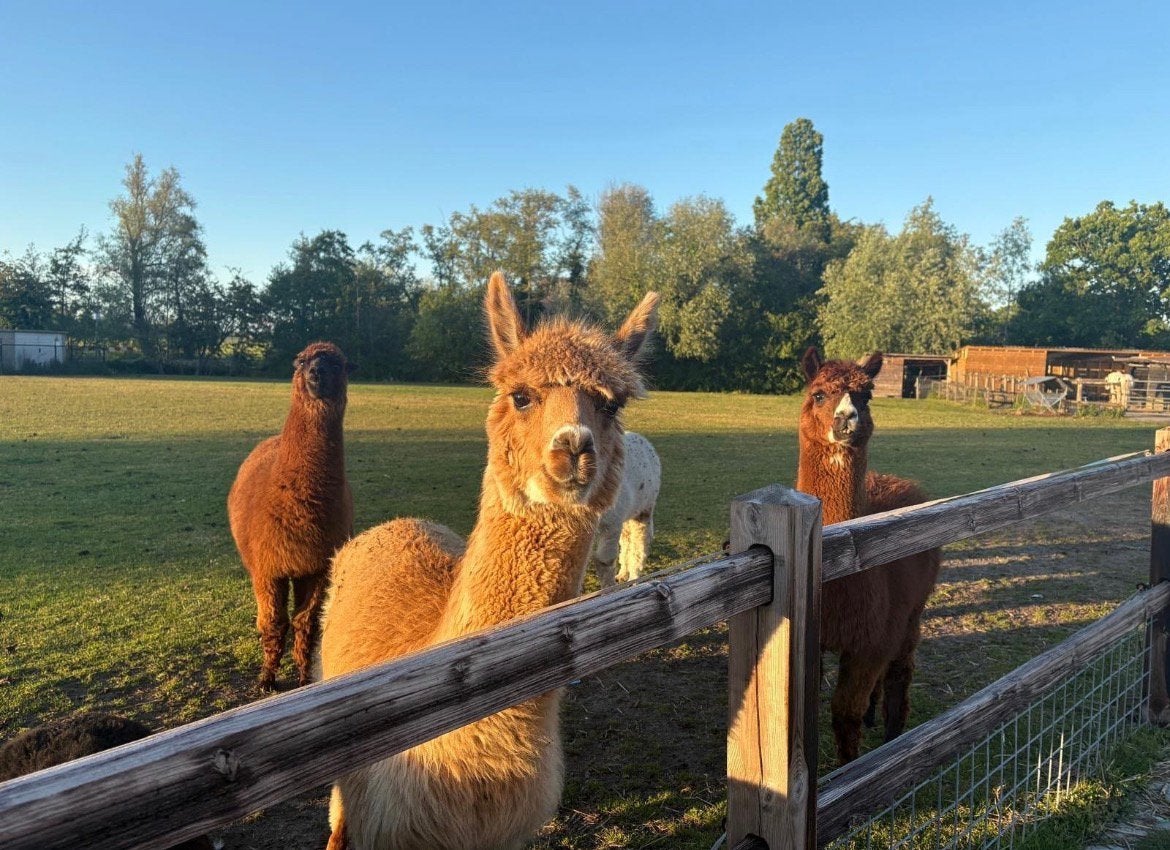Alpaca wol, Toebehoren