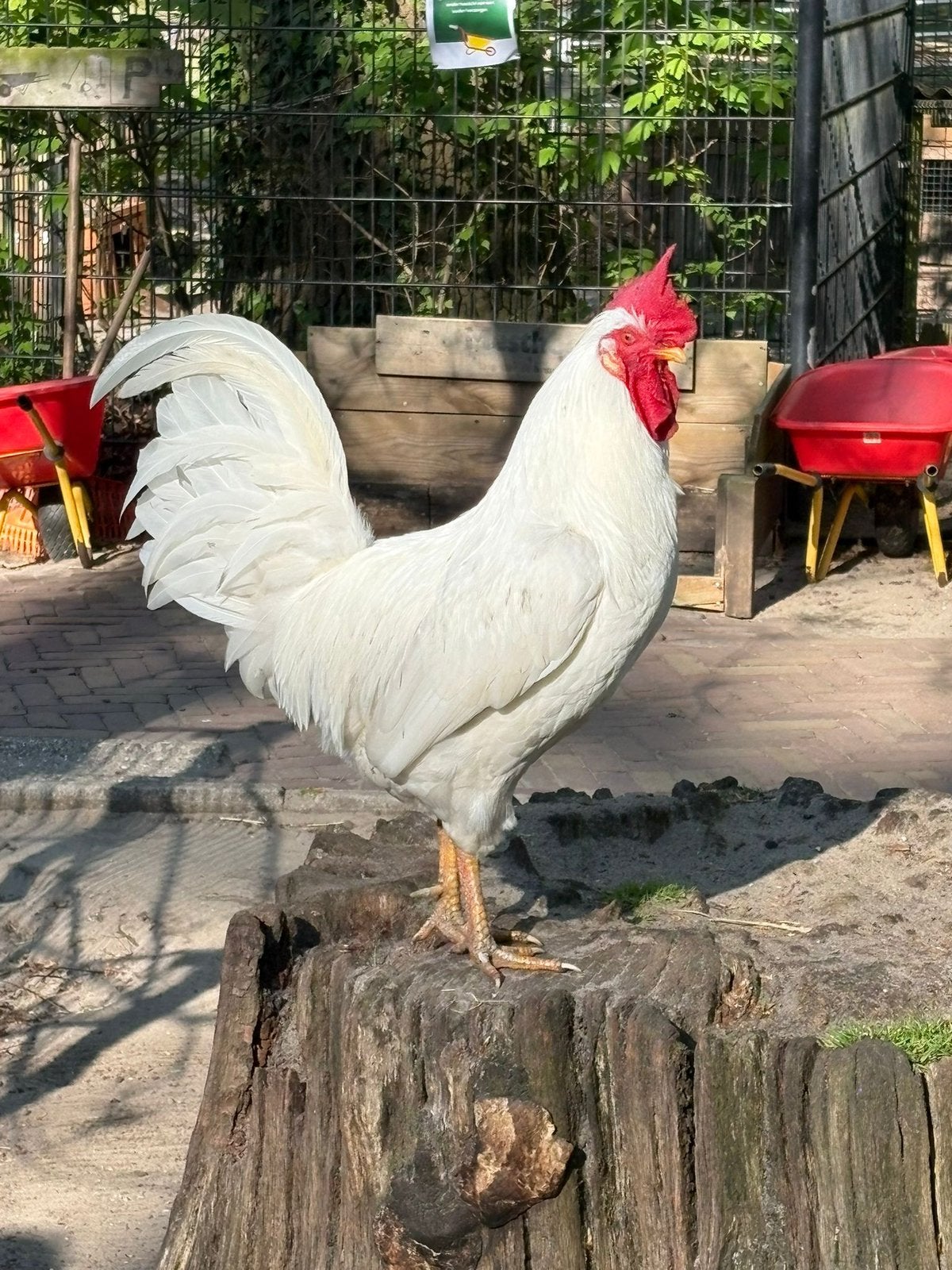 Mooie witte leghorn, Dieren en Toebehoren, Pluimvee, Mannelijk, Kip