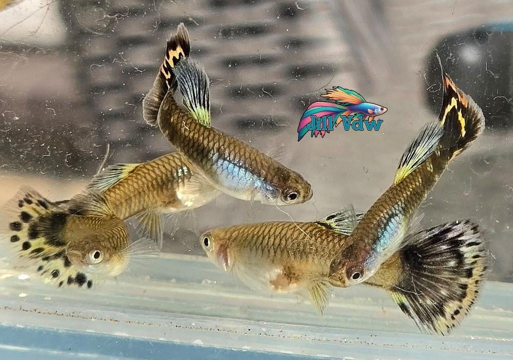 Silverado Red Dragon Mosaic Guppy Kweekgroep (11 stuks), Dieren en Toebehoren, Vis, Zoetwatervis
