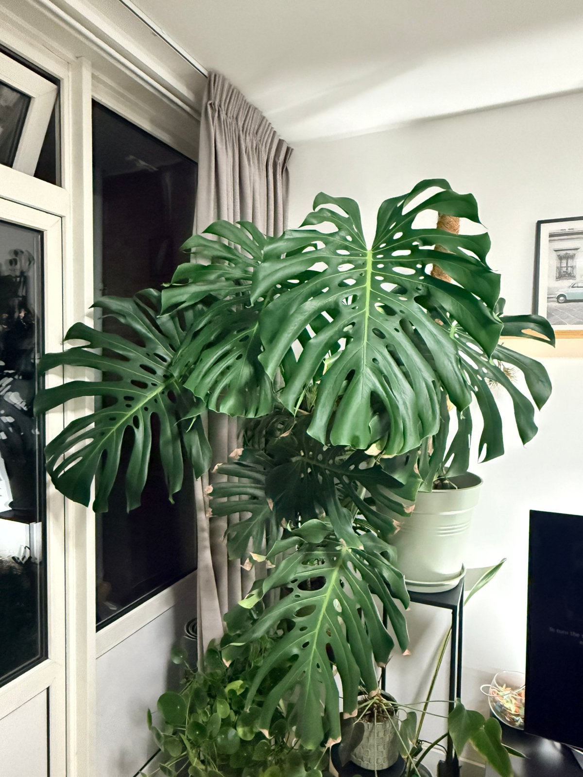 Grote Monstera Deliciosa - Prachtige Kamerplant, Ophalen, Groen, Zo goed als nieuw, Natuurlijk materiaal
