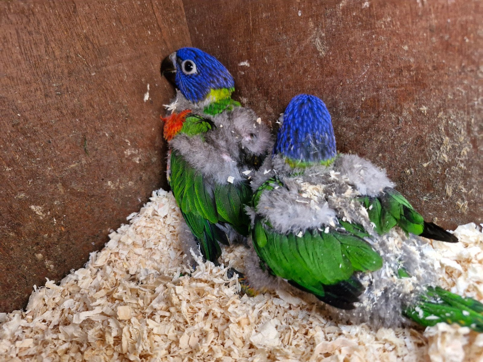 1 jonge lori van de blauwe bergen, Dieren en Toebehoren, Vogels | Parkieten en Papegaaien, Geslacht onbekend, Papegaai, Geringd