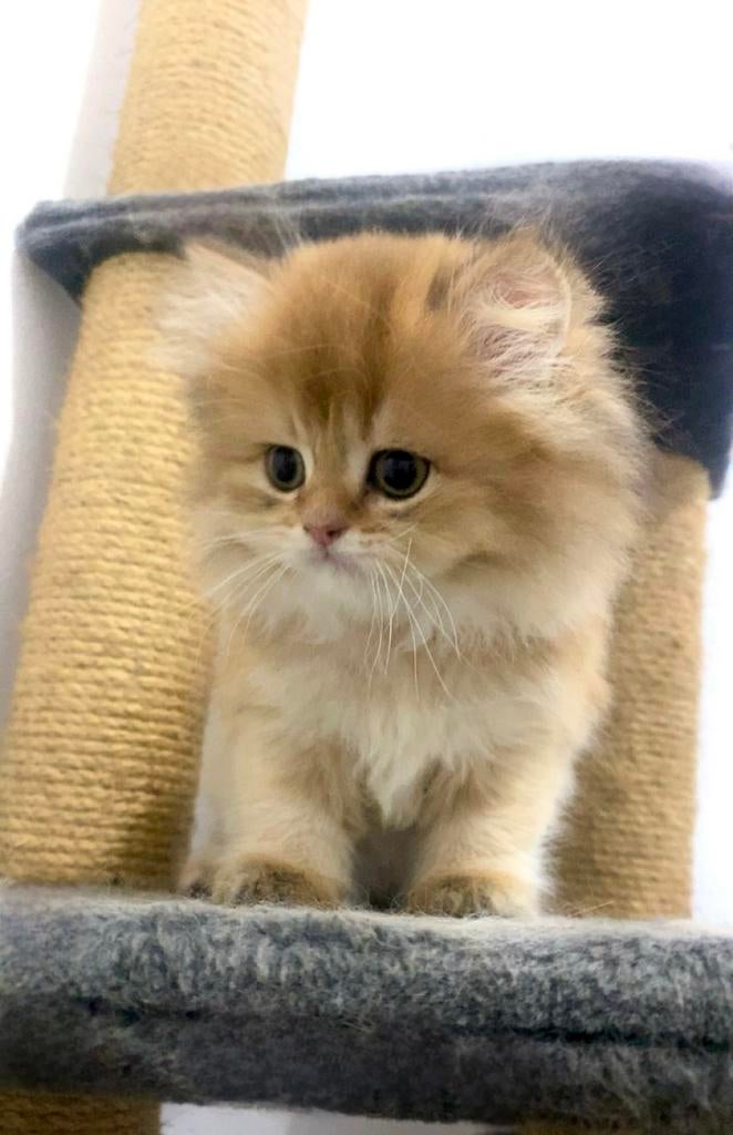 Britse langharige kittens, Meerdere dieren