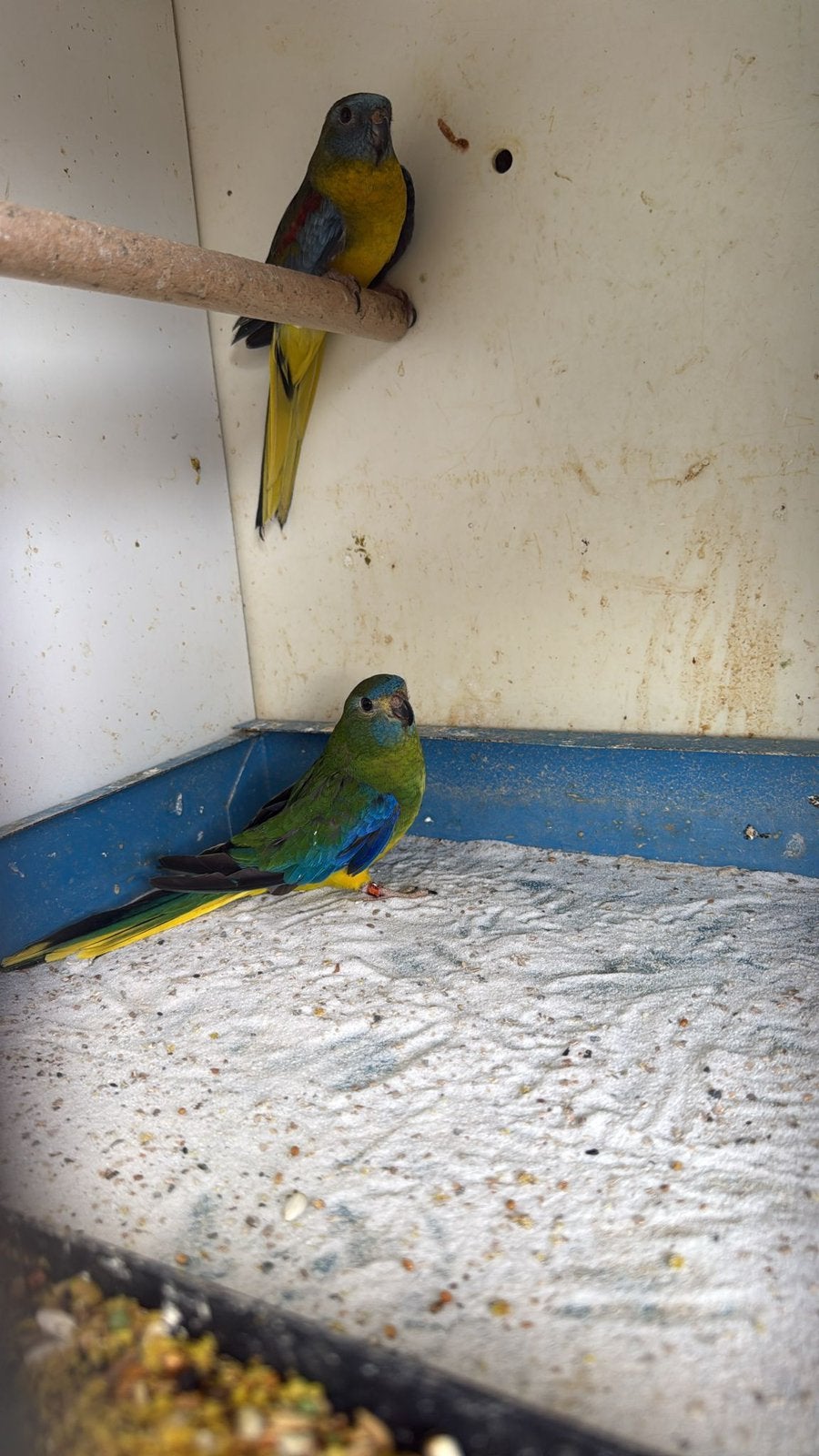 Koppel Turquoisine parkiet te koop, Dieren en Toebehoren, Vogels | Parkieten en Papegaaien, Meerdere dieren, Parkiet