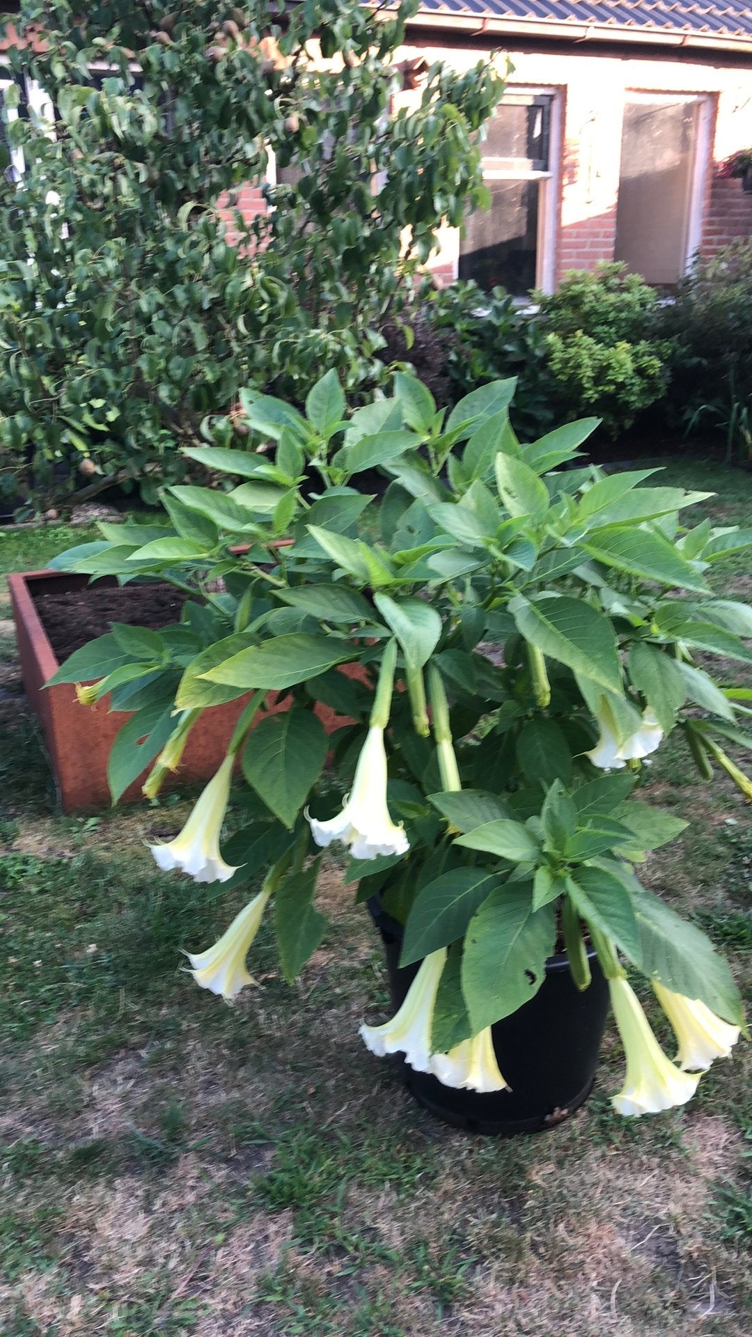 Engelentrompet (Brugmansia) -  wit, Volle zon, Vaste plant, Zomer, Ophalen