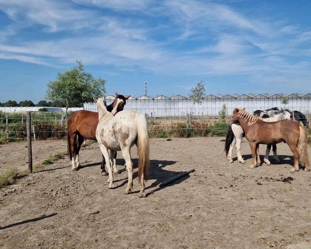 Pensionstalling beschikbaar voor 1 ruin - Almere, Dieren en Toebehoren, Stalling, 1 paard of pony
