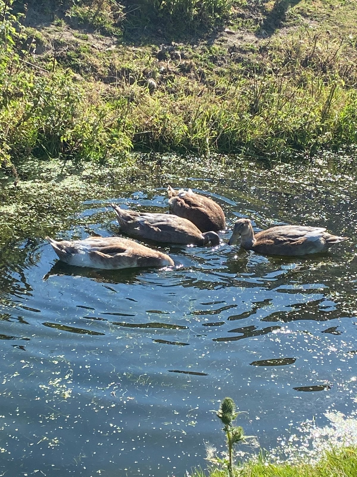 3 oudhollandse kuifeenden, Dieren en Toebehoren, Meerdere dieren, Eend