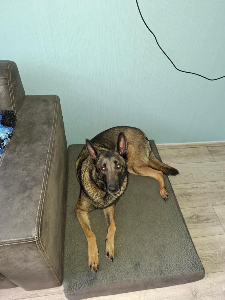 Super lieve mechelseherder reu gereserveerd tot 10 juni, Reu, Eén hond, 3 tot 5 jaar, Herder