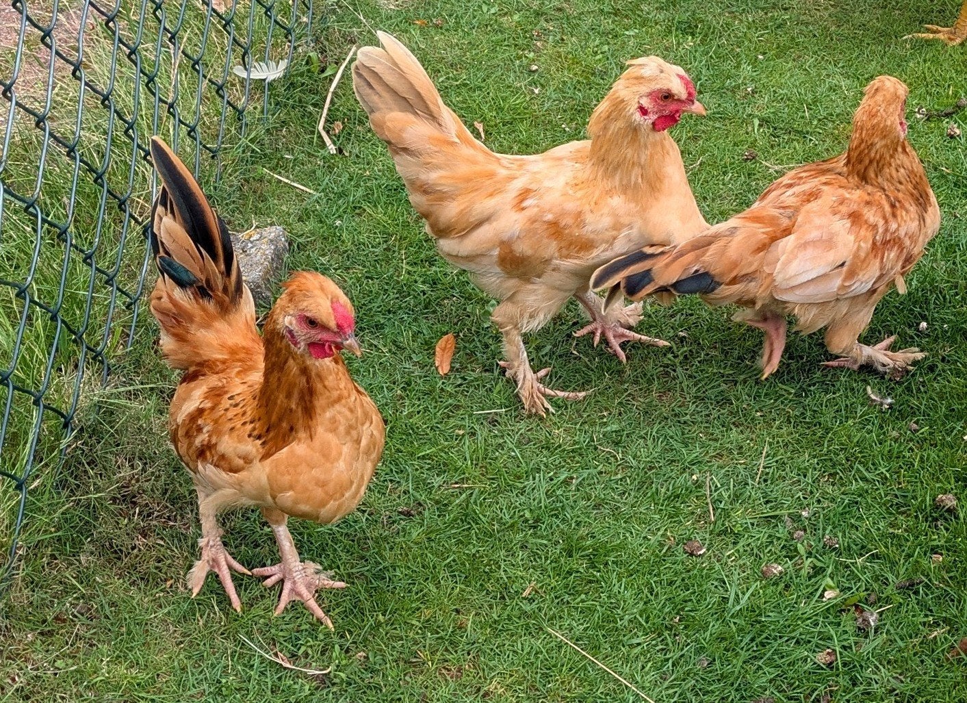 Leuke kriel haantjes (serama x zijdehoen), Dieren en Toebehoren, Pluimvee, Mannelijk, Kip