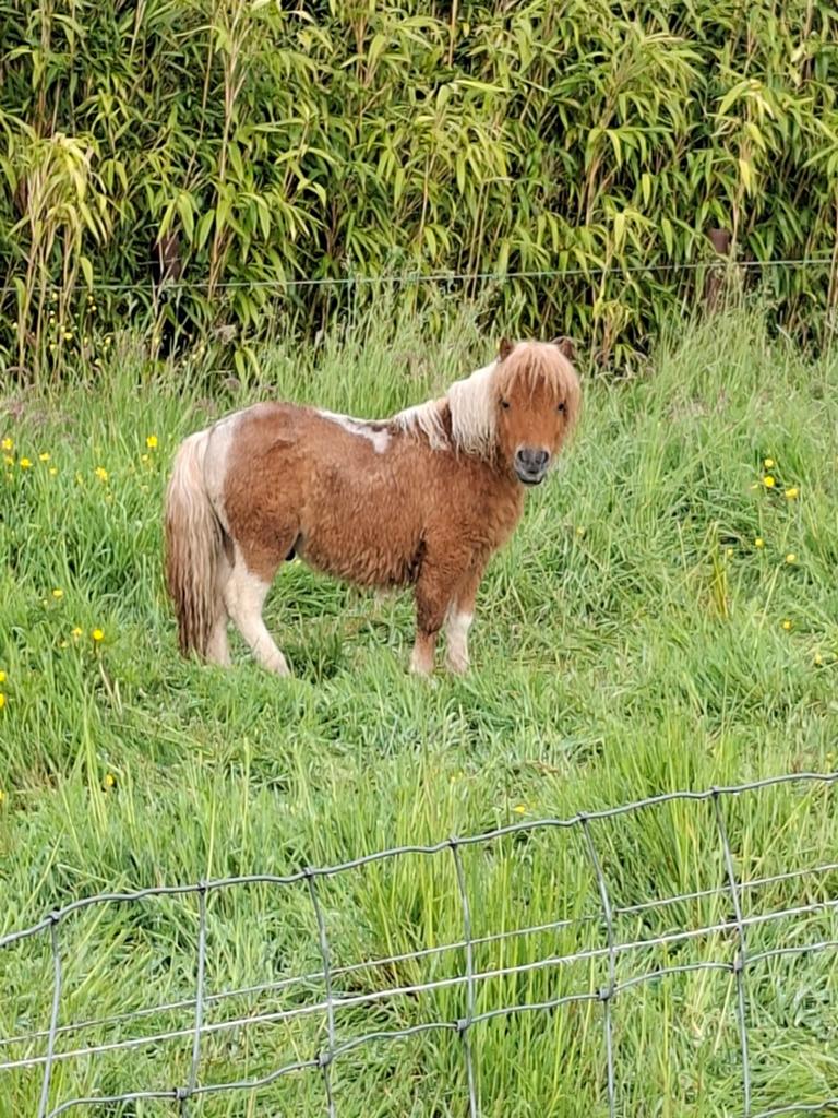 Pony Bram, Ophalen of Verzenden