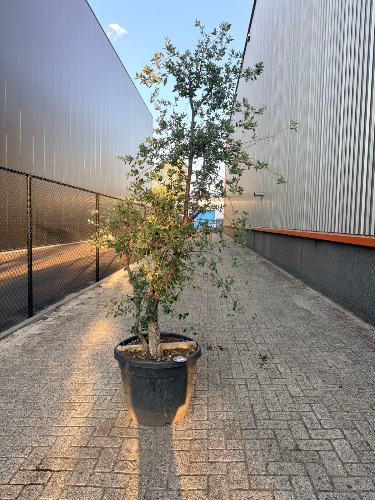 Mooie meerstammige kurkeik/quercus suber, Tuin en Terras, Planten | Bomen, Overige soorten, 100 tot 250 cm, Zomer, Ophalen