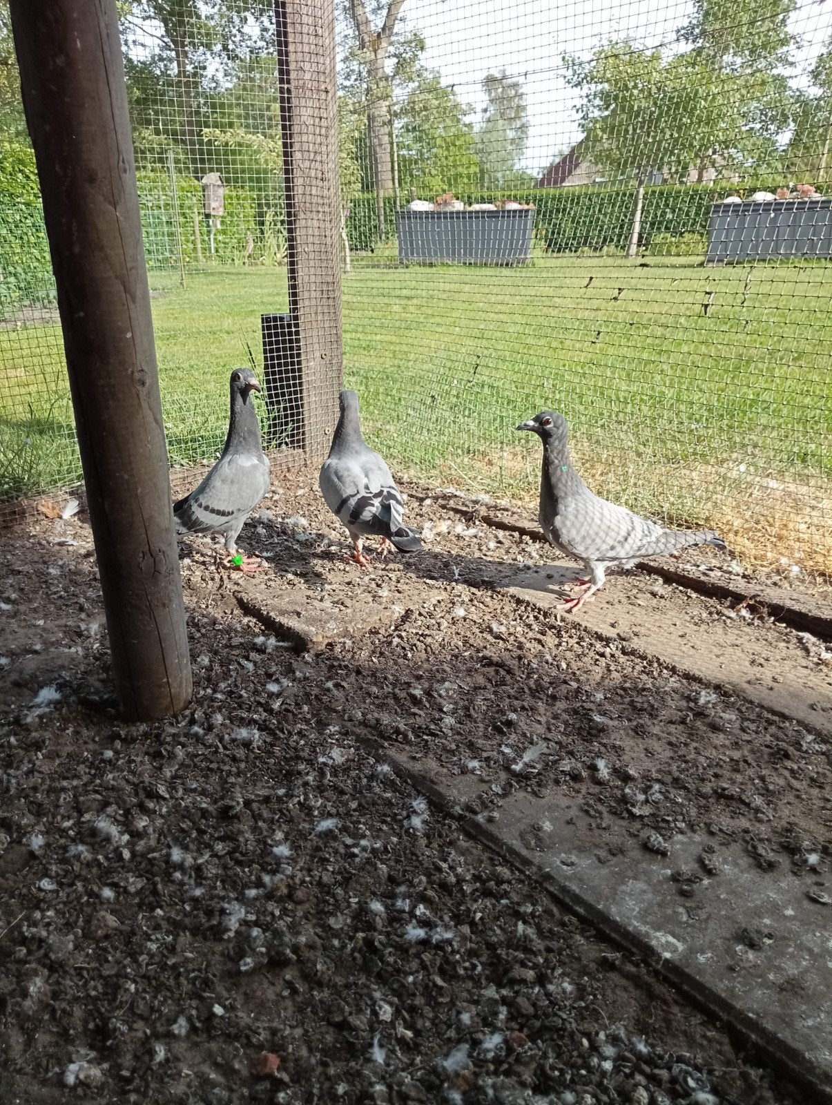4 jonge postduiven / piepers van 2026, Meerdere dieren, Gans of Zwaan
