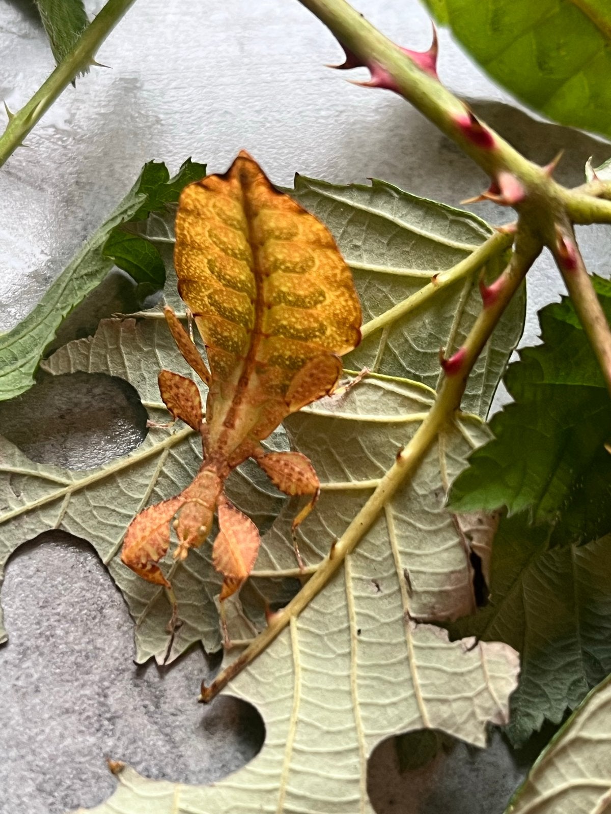 Wandelende blad eitjes , phylium letiranti, Dieren en Toebehoren, Wandelende tak