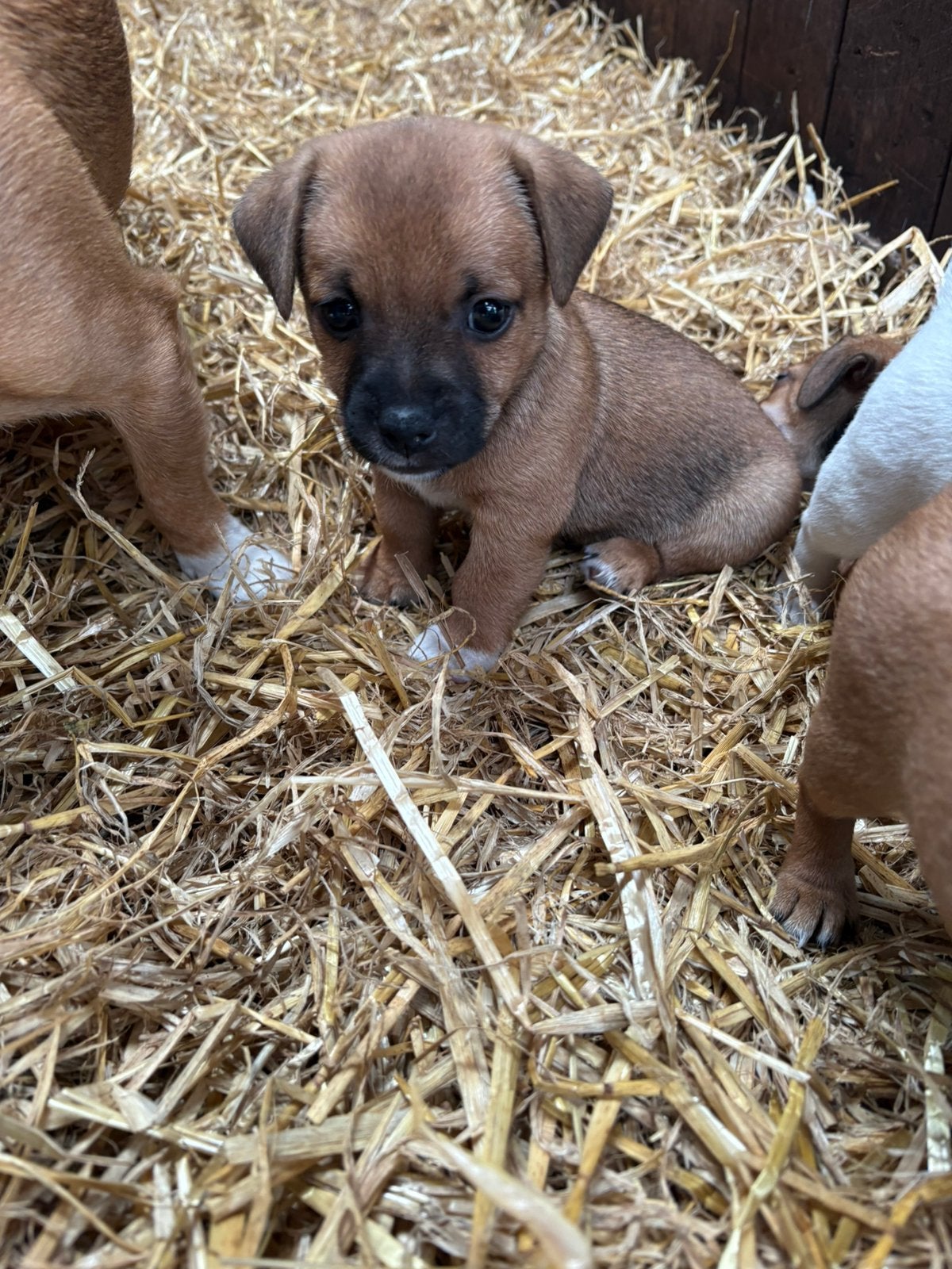 Prachtige jack russel pups te koop nog twee reutjes!, Dieren en Toebehoren, Honden | Jack Russells en Terriërs, Parvo, Jack Russell Terriër