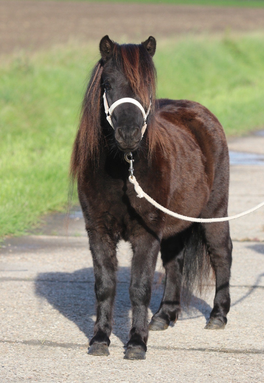 2 Prachtige, grote en lieve shetlander ruinen., Dieren en Toebehoren, Ruin, A pony (tot 1.17m), Gechipt, 3 tot 6 jaar