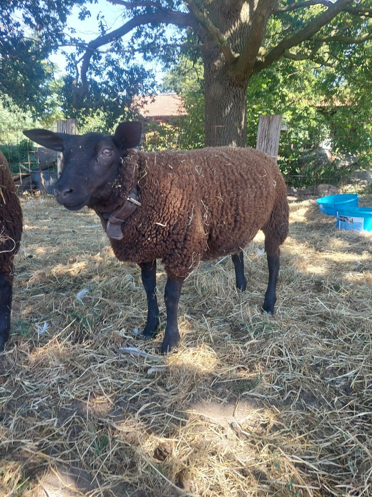 Zwart ooilam, uit een meerlinglijn, Dieren en Toebehoren, Schapen, Geiten en Varkens