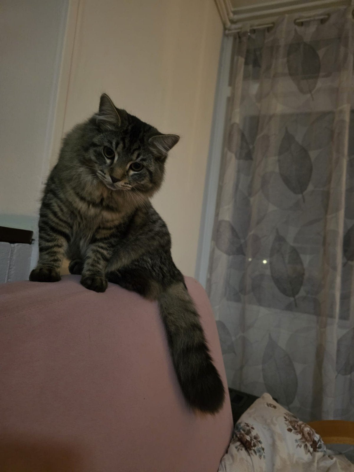 Mannetje, half heilig birmaan, is 1,5 jaar. Nie, Dieren en Toebehoren, Kater, Gechipt