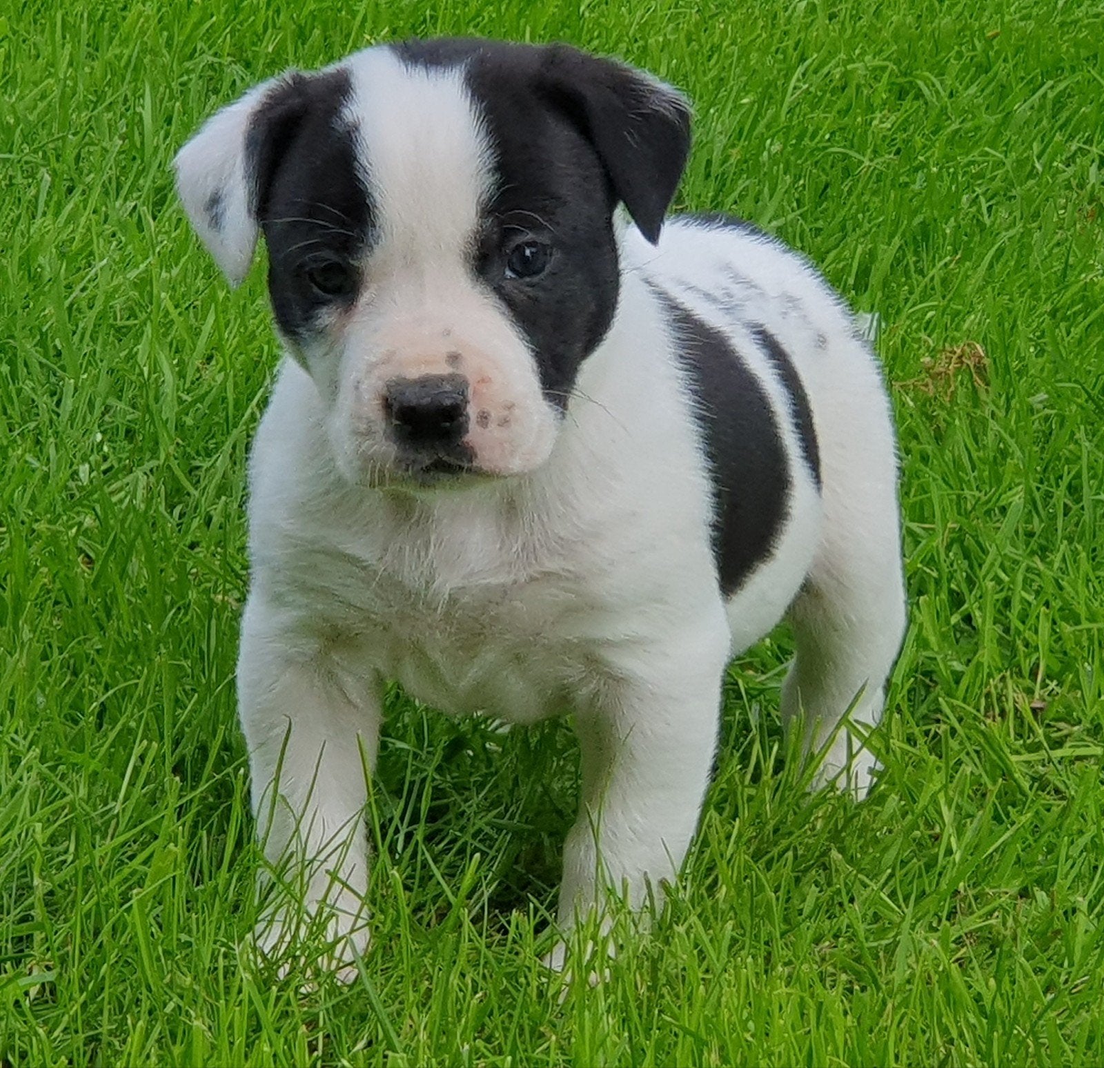 Border collie kruising kunnen nu verhuizen, Parvo, 8 tot 15 weken, Bulldog, Meerdere