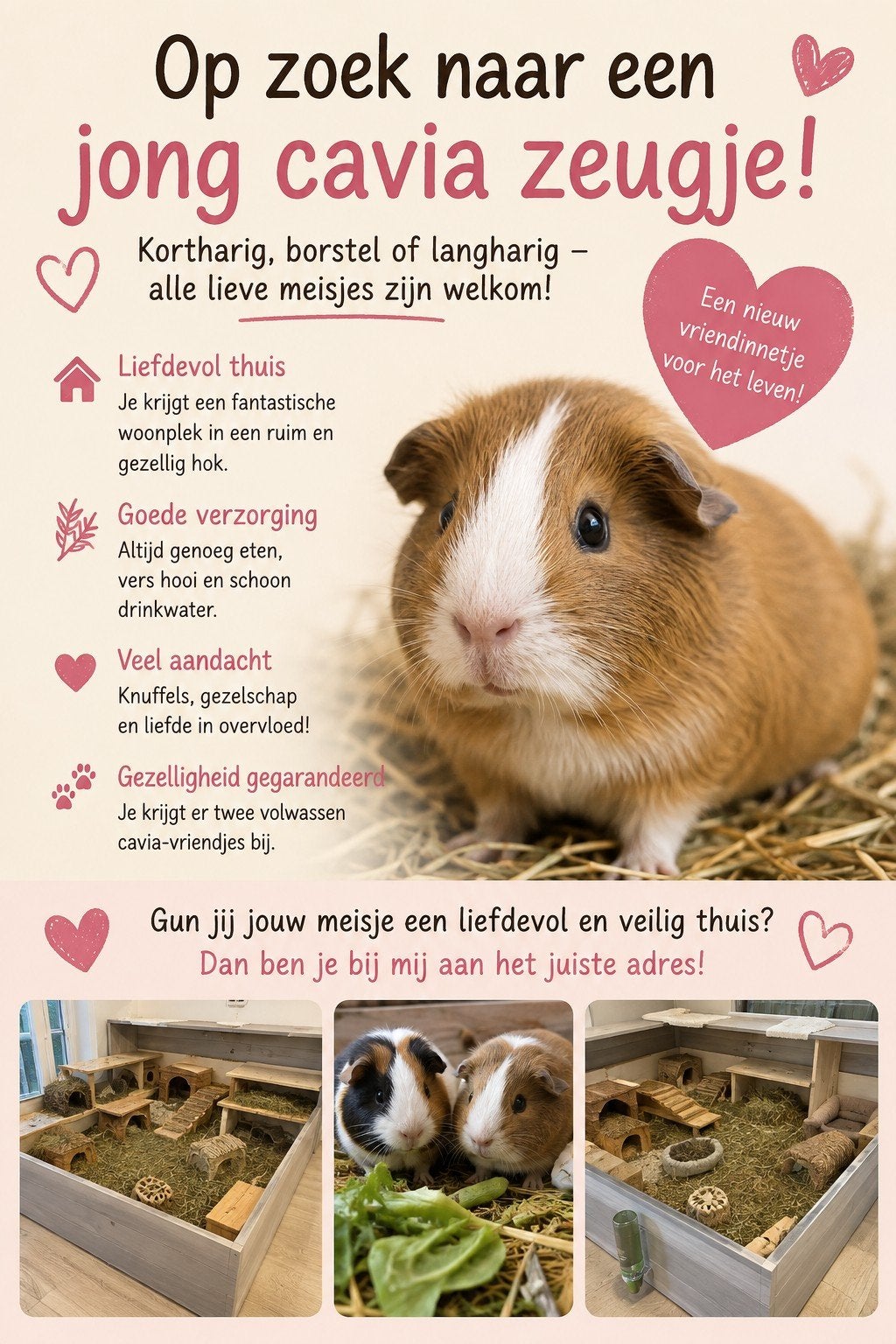 Jong cavia zeugje gezocht, Juli, Vrouwelijk, Cavia