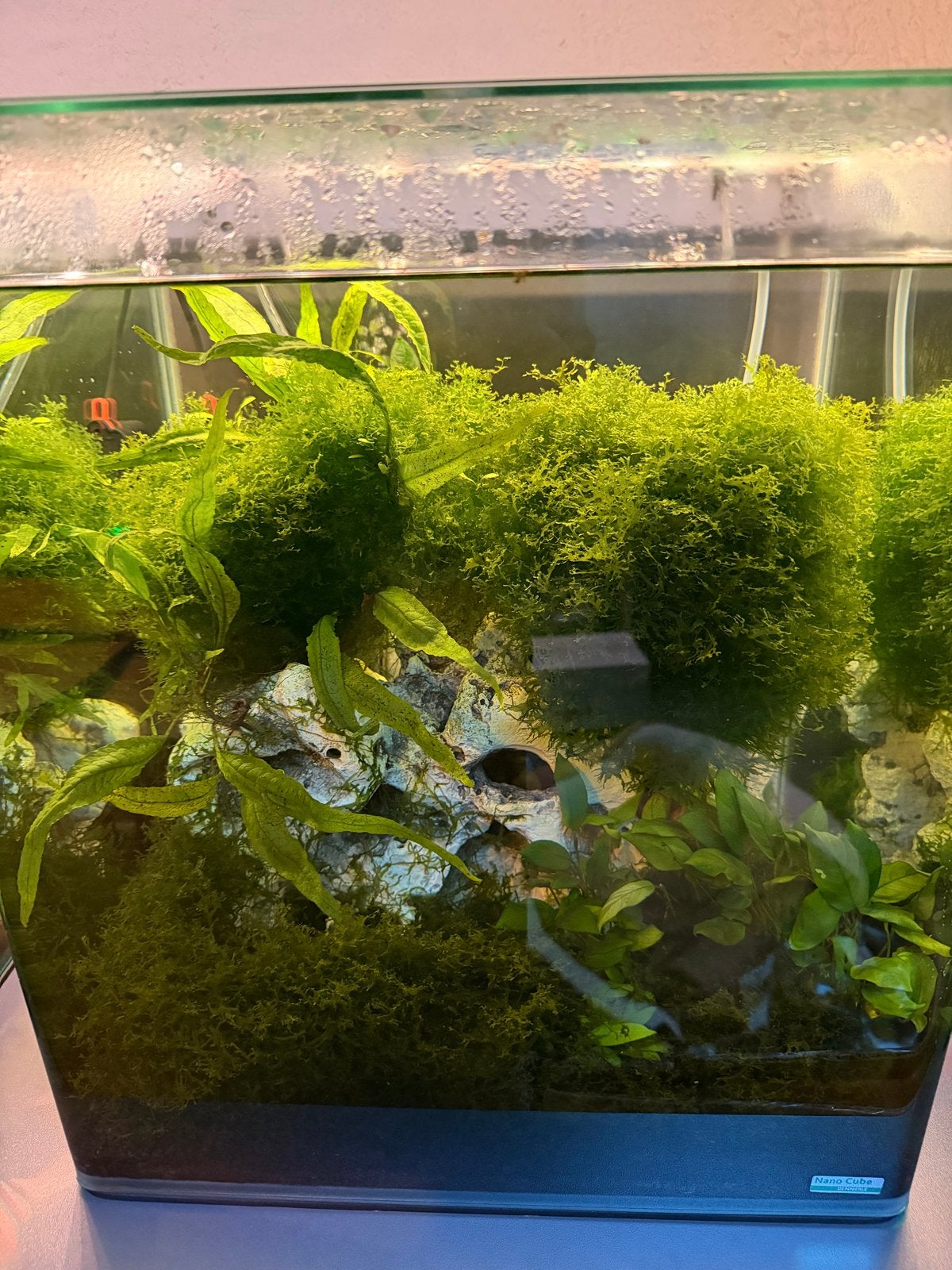 Dennerle nano cube 60 liter inclusief planten, thermostaat, Ophalen, Gebruikt, Gevuld zoetwateraquarium, Inclusief deksel
