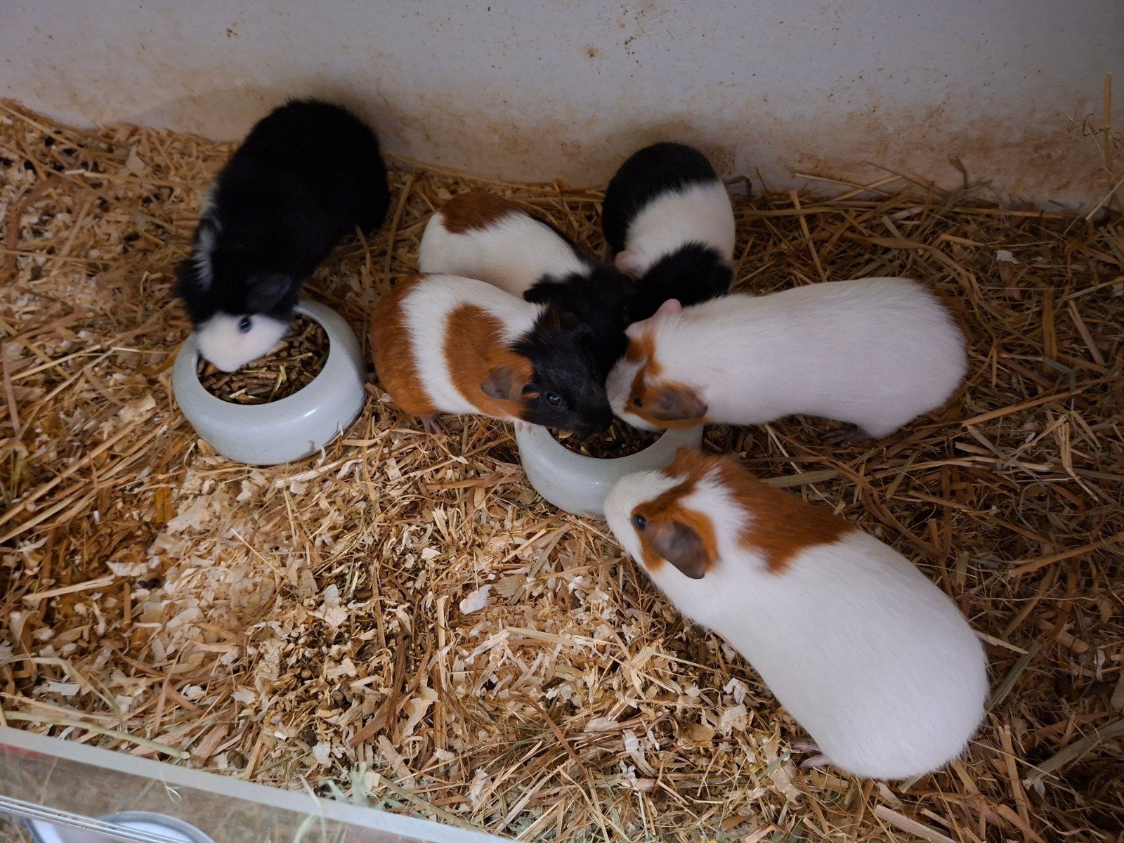 6 jonge beertjes, Dieren en Toebehoren, Cavia, Augustus, Mannelijk, Tam