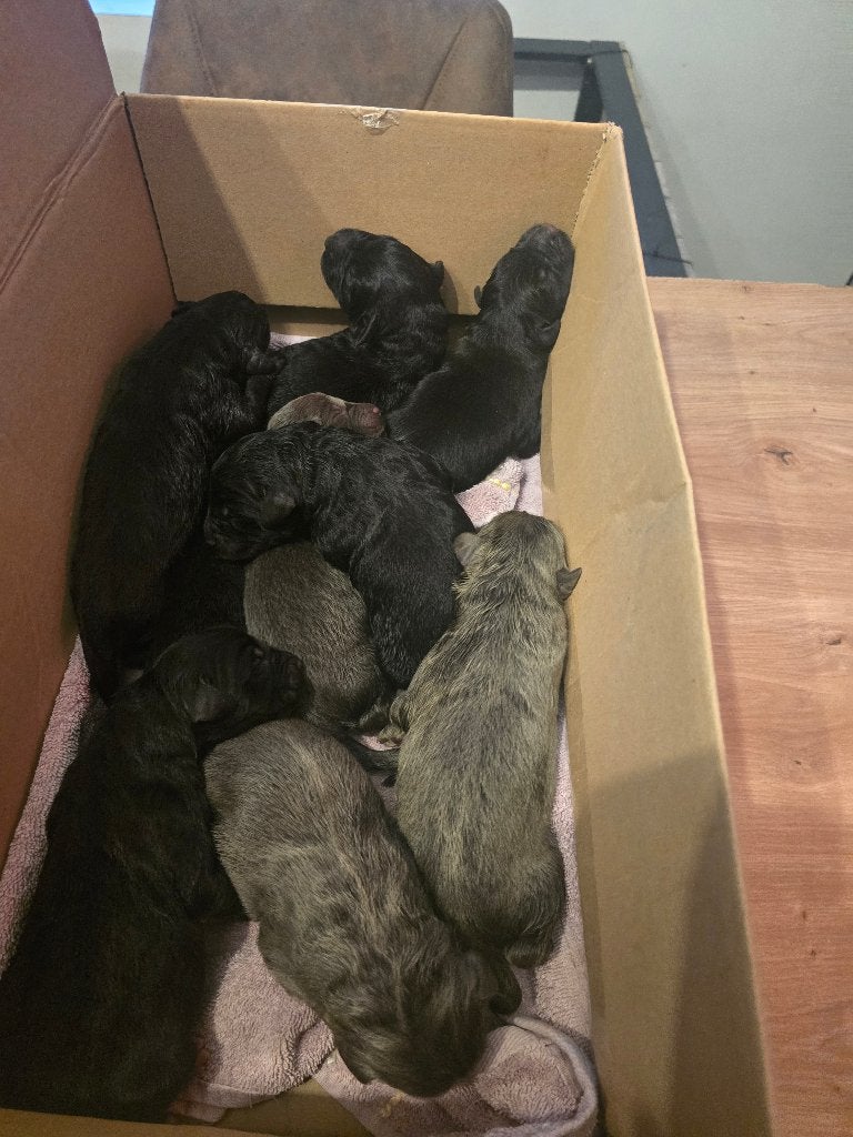 NEWFOUNDLANDER PUPPY’S – ZELDZAME BLAUWE KLEUR, België, Particulier, 8 tot 15 weken, Eén hond