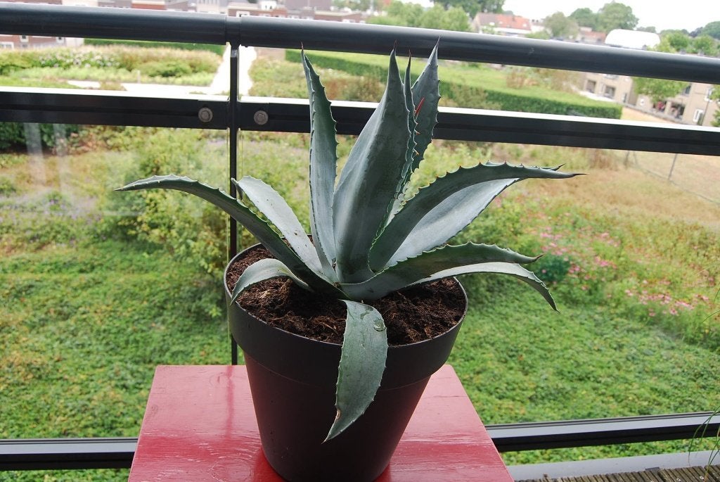 Mooie Agave., Tuin en Terras, Volle zon, Vaste plant, Bloeit niet, Ophalen