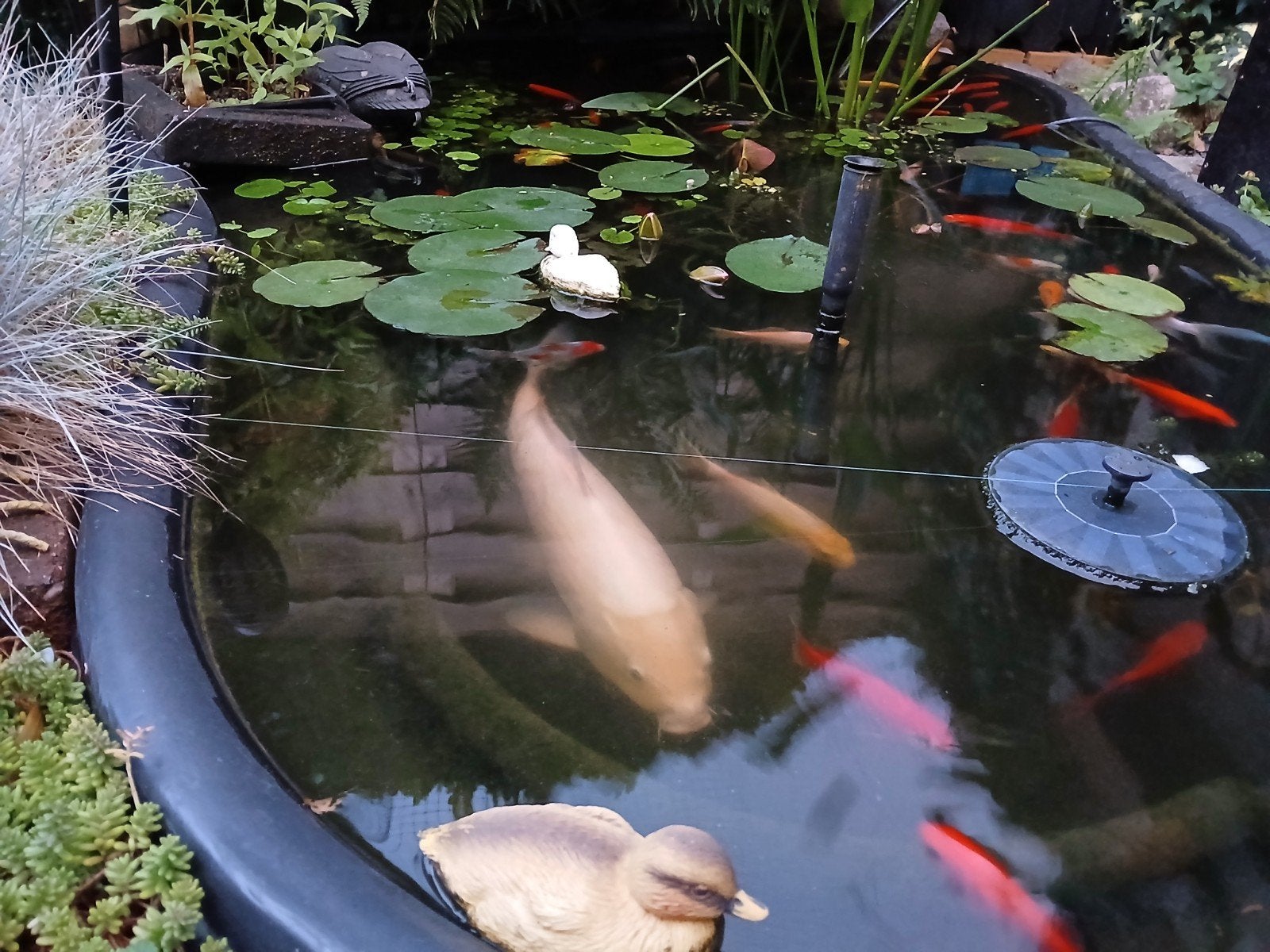 Koi vis 55 a 60 cm rustige gezonde zwemmer bieden vanaf €75, Karper of Koi
