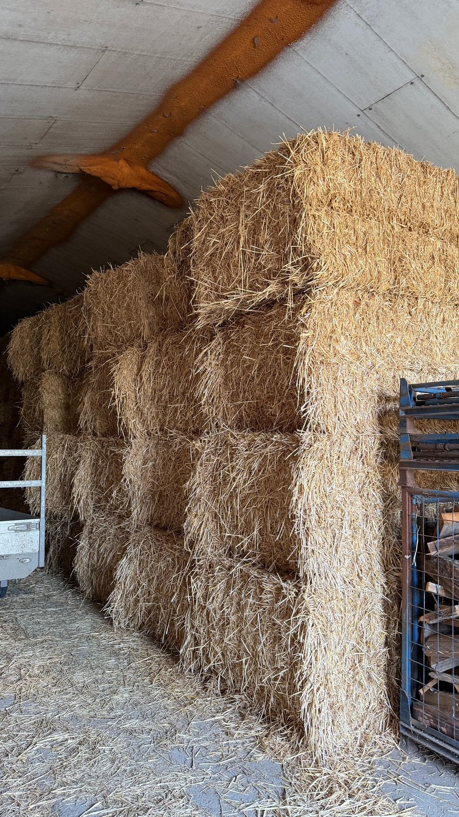 Grote pakken tarwe stro te koop 120x240x90, Dieren en Toebehoren, Ophalen of Verzenden, Vee