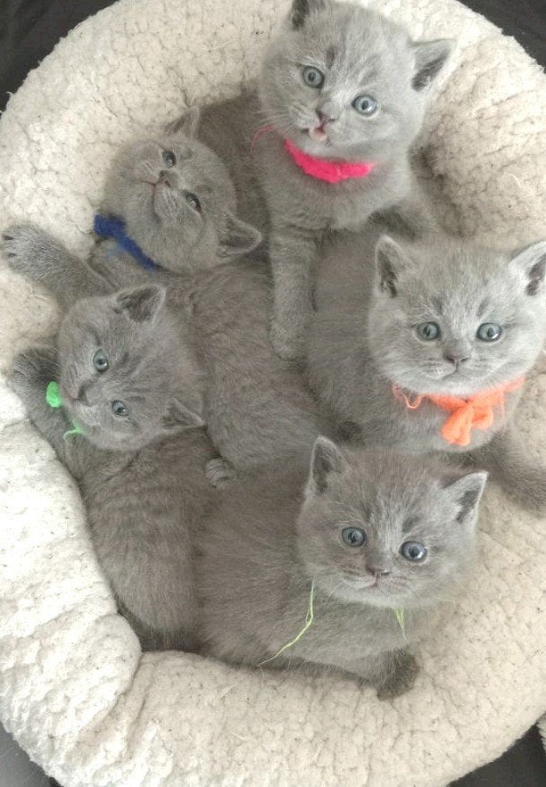 Lieve Britse korthaar kittens € 850,-, Dieren en Toebehoren, Katten en Kittens | Raskatten | Korthaar, Meerdere dieren
