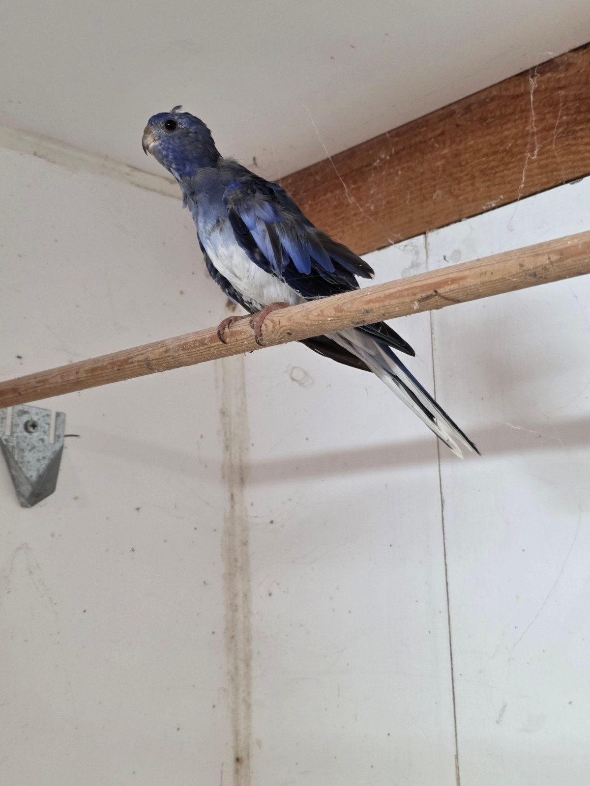 splendid pop, Dieren en Toebehoren, Vogels | Parkieten en Papegaaien, Vrouwelijk, Parkiet, Geringd