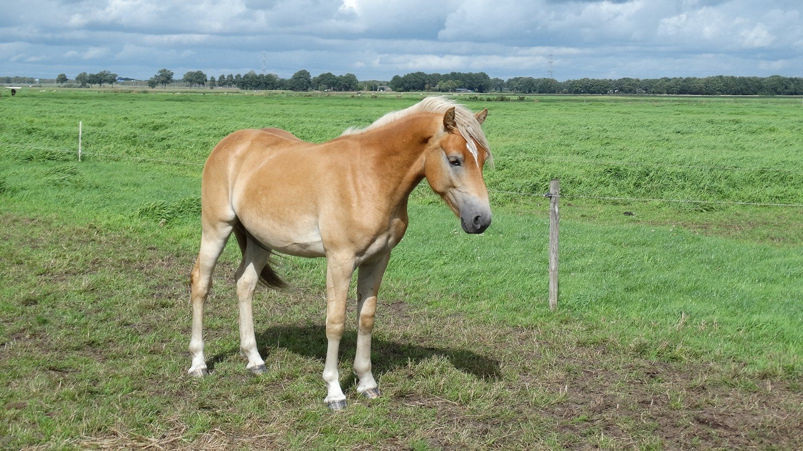 haflinger ruin, Dieren en Toebehoren, Ruin, Minder dan 160 cm, Recreatiepaard, 0 tot 2 jaar