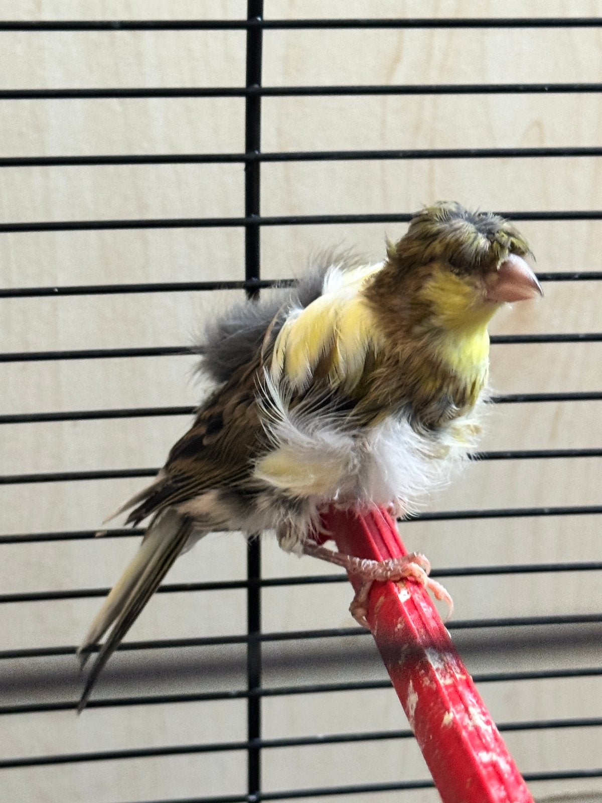 kanarien Fiorino, Dieren en Toebehoren, Vogels | Kanaries, Mannelijk