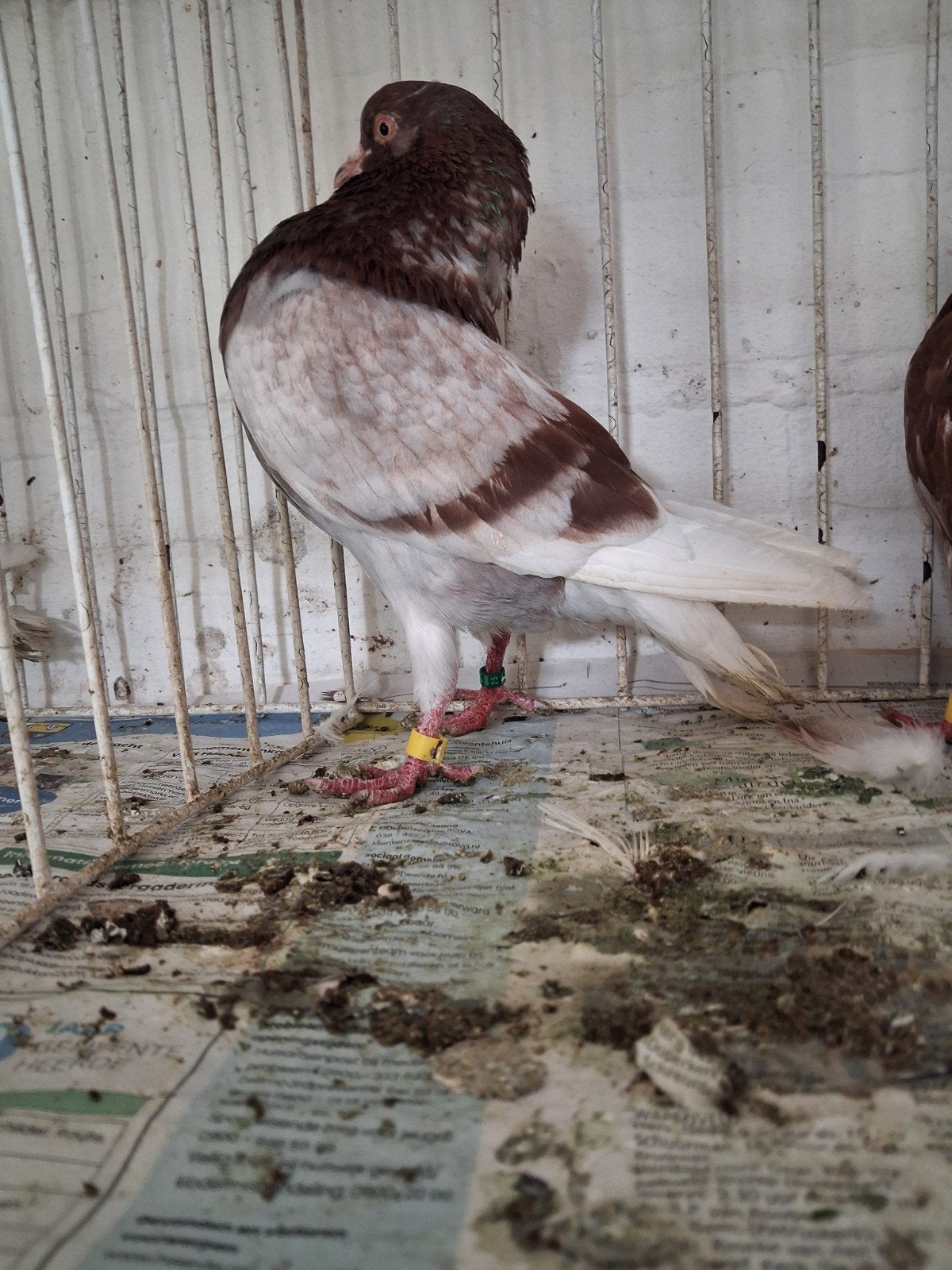 Groningse slenken, Dieren en Toebehoren, Vogels | Duiven, Meerdere dieren, Overige soorten
