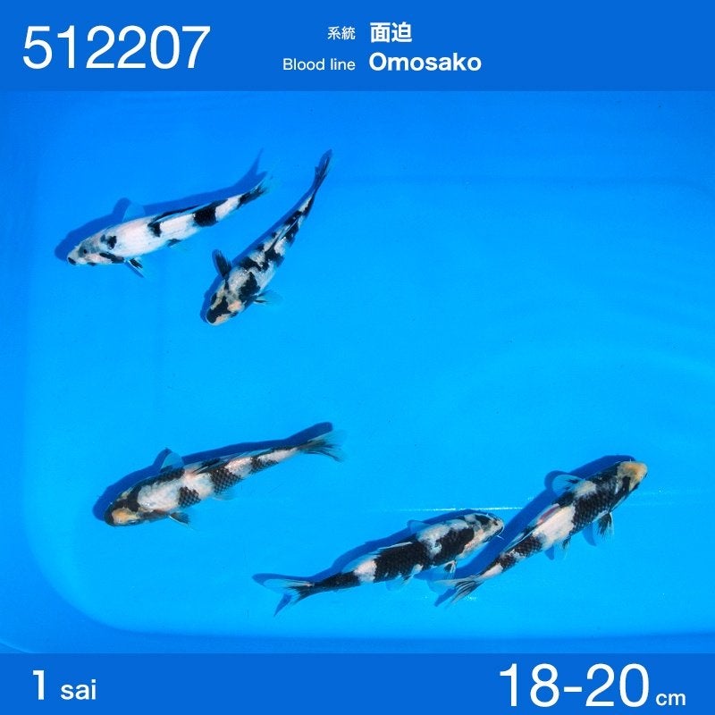 Ogata HQ tosai| Tosai vissen, Dieren en Toebehoren, Vissen | Vijvervissen, Karper of Koi