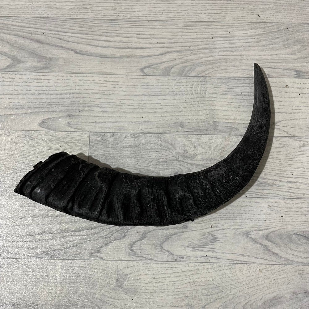 Waterbuffel hoorn los 55cm nr 308 | Lederstore, Ophalen of Verzenden, Nieuw, Boerderijdier, Gewei of Kop