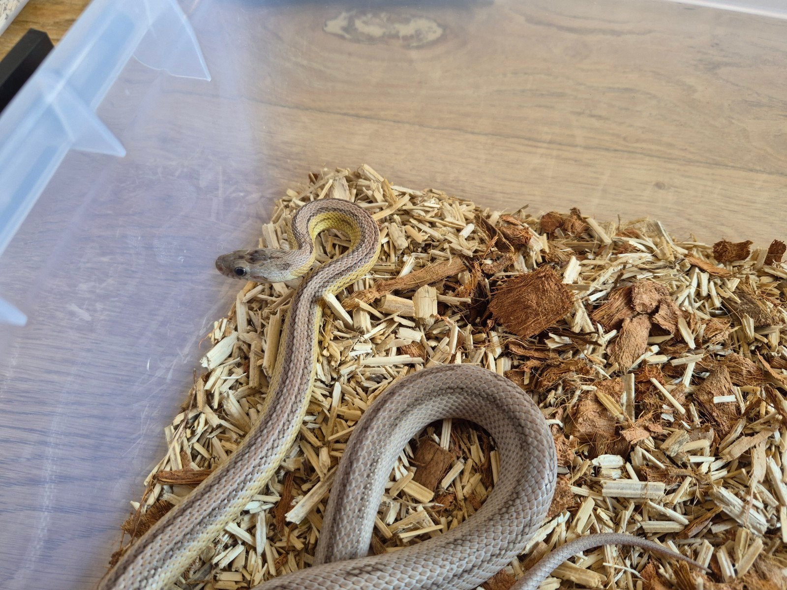 rattenslang anery striped het. sunkissed 2025 Rat Snake - unknown for sale from bob