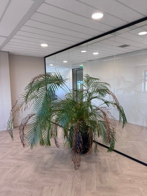 Natuurlijke plant met pot/ kantoor planten 150 euro, 1 stuk, Huis en Inrichting, In pot, 150 tot 200 cm, Groene kamerplant, Halfschaduw