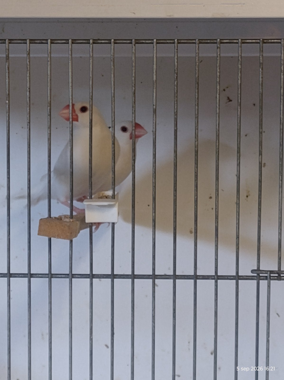 koppel witte rijstvogels, Meerdere dieren, Geringd
