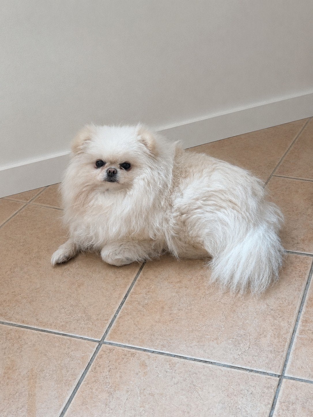 pomeranian teef, Keeshond, 1 tot 2 jaar, Teef, Parvo